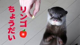 カワウソ コタロー　大好きなリンゴちょうだい！　Otter Kotaro wants an apple