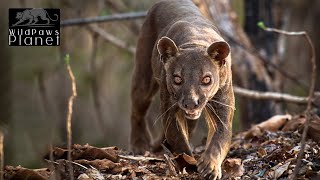 Fossa: The Unseen Predator of Madagascar