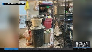 Pet World In Yonkers Shut Down After Investigators Find Animals Living In Inhumane Conditions