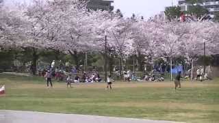 草加の桜名所 綾瀬川左岸広場