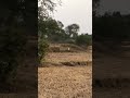 పొలం లో నెమలి కనిపించింది చూడండి . peacock in farm trending ytshorts