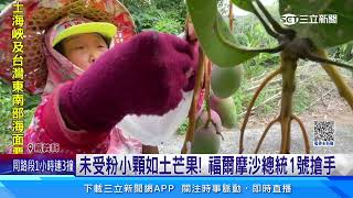 「在欉紅」芒果搶手! 農民黨一號未採收訂單滿│94看新聞