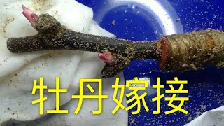 青石话牡丹芍药  看看牡丹的嫁接苗 // Grafting Tree Peony