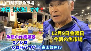 【大漁】【コノシロ】【シロサバフグ】【刺身盛り合わせ】今朝の魚市場12月9日金曜日の水揚げ状況