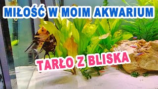 Tarło ryb w moim akwarium! Skalary chcą mieć dzieci! Obserwuj z bliska