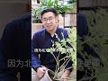 月季花是喜酸性还碱性土壤呢？