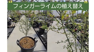 フィンガーライムの植え替え #四季彩 #園芸店 #園芸 #徳島 #フィンガーライム