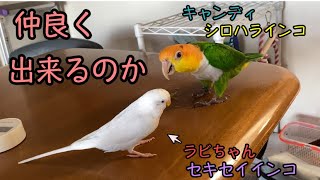 久しぶりのセキセイインコのラビちゃん登場、キャンディは仲良く出来るのか？