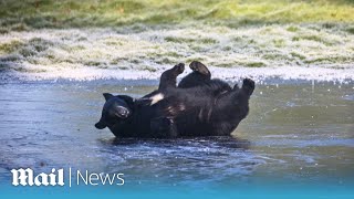 American black bears play on frozen lake at Bedfordshire safari park amid cold snap