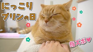 みんなにっこりプリンの日！短足猫の香箱座りに指ズボした結果！他【短編集#5】