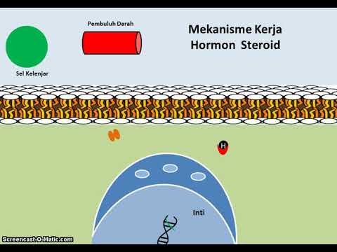 Mekanisme Kerja Hormon Steroid - YouTube