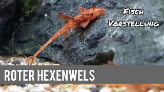 Roter Hexenwels - Rineloricaria lenceolata | Liquid Nature Fisch Vorstellung