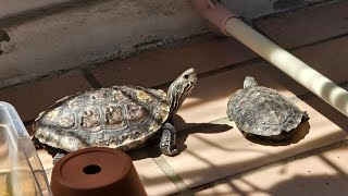 Balkan pond turtle (Mauremys rivulata) eating