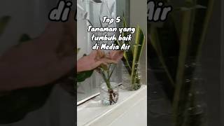 Top 5 Tanaman hias media air,, Cek‼️ #tanamanhias #tanamanair #infotanaman #plants