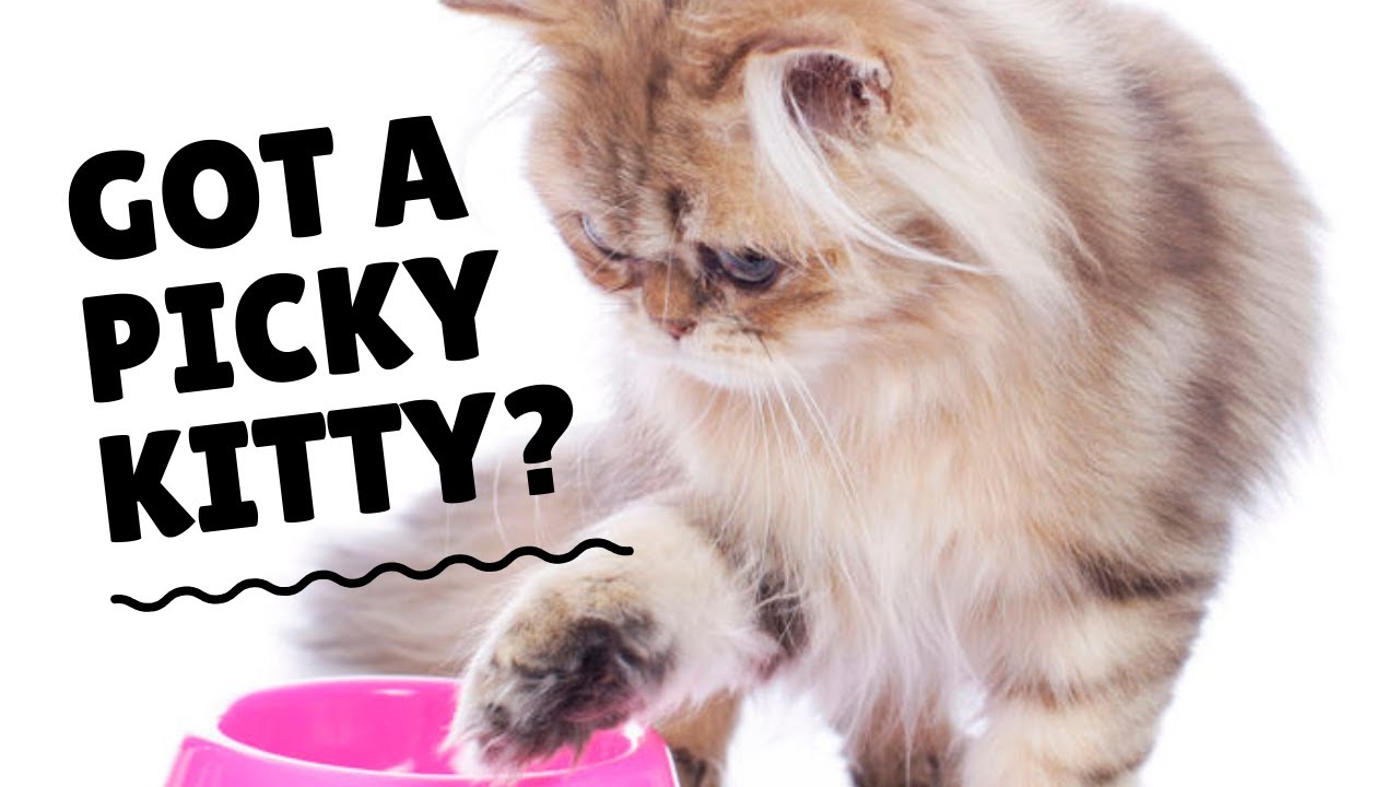 How To Feed Finicky Cats Supplements | Two Crazy Cat Ladies - YouTube