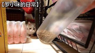 罗小咪突然失踪了，真正体验了躲猫猫【罗小咪日常】