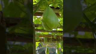 #chayote #มะระหวาน #มะเขือเครือ #ซาโยเต้ #vegetable #garden