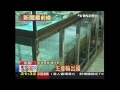 水族新寵兒「魟魚」　陸富豪最愛