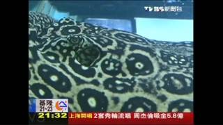 水族新寵兒「魟魚」　陸富豪最愛