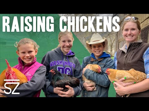 Raising Chickens 101 - YouTube