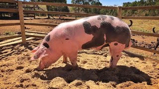 Raza de cerdo Pietrain. Todas sus características .