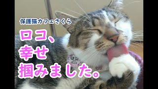 【保護猫トライアル】野良出身のロコちゃんが家族になるまで