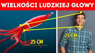 50+ ekstremalnych porównań zwierząt i ludzi