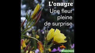 L'onagre, une fleur pleine de surprise