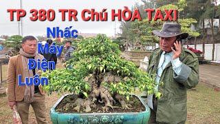 CHIÊM NGƯỠNG hàng hơn 100 TP Bonsai ĐẸP TUYỆT * Chú HÒA TAXI ẤN TƯỢNG tp sanh dáng trực 380 TR *.