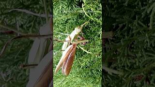 衝撃カマキリ愛の結末(The Shocking Truth: The End of Mantis Love Revealed) #shorts #insect #mantis