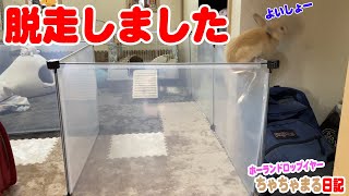 脱走したうさぎの衝撃の瞬間!!【37】ちゃちゃまる日記