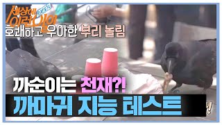 대한민국 최초! 까마귀 ‘까순이’ 두뇌 테스트ㅣ순간포착 세상에 이런 일이(Instant Capture)ㅣSBS Story