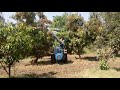 novel foliar application at mango orchard of kvk tapi