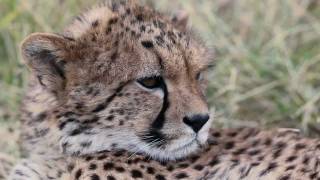 Cheetah Rescue - Born Free's Virginia McKenna