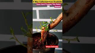 Elephant Trunk 🐘 | Ficus Religiosa Bonsai Leaf Size Reduction #shorts