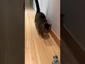 The cat comes running like a dog when someone call her #cat #cuteanimals #funnyanimal #animals