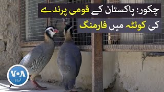 Chakoor: Farming of Pakistan's National Bird in Quetta