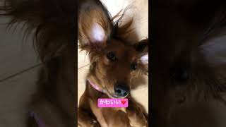 寝方にクセがある犬#shorts #犬 #かわいい #ショート #おもしろ #おもしろ動画 #かわいい犬