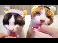 うちの猫がにゃんスプーンを上品に食べられるのか検証してみた tried verifying my cat s nyan spoon