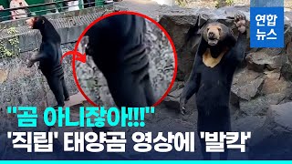 "진짜 곰 맞아? 탈 쓴 사람 아니고?" 루머에 중국 동물원 해명 / 연합뉴스 (Yonhapnews)