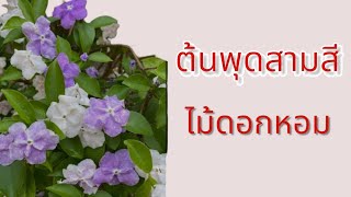 ต้นพุดสามสี ไม้ไทยดอกหอม