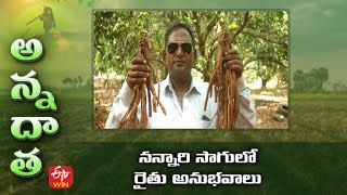 Profitable Nannari cultivation by Krishna farmer #nannari roots #medicinal plant | ETV