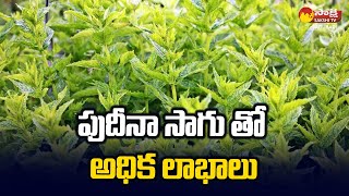 Pudina (Mint) Farming | పుదీనా సాగు తో అధిక లాభాలు | @SakshiTVSagubadi