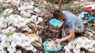 两小时极限上山捡菌子！没想到遍地都是鸡枞菌！三人收获20斤太幸福！【恶魔视野】