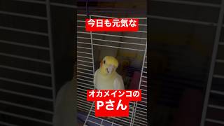 【今日も元気です😀】オカメインコのPさんは今日も元気です。 #shorts #オカメインコ #ルチノー #cockatiel #ペット #かわいい #bird