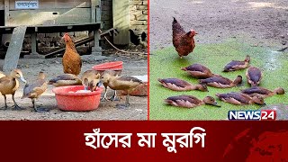 আট বুনোহাঁসের মা একটি মুরগি | News24