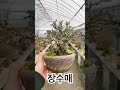 장수매 석부작 작품 영상 bonsai 분재