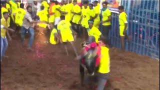 1人死亡、インドの伝統的な牛追い祭り　2022年1月14日（現地）