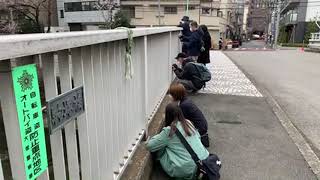 Japanese garden and cherry blossoms | Edogawa | Tokyo, Japan [LIVE]