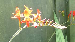 Crocosmia 'Lucifer' montbretia - Strútalilja  - Glóðarlilja  - Hnýðisplanta - Sumarblóm